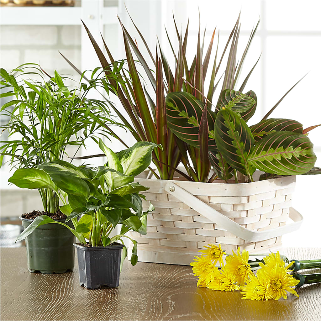 Florist Designed Blooming and Green Plants in a Basket – Reema Floral, Nolensville TN