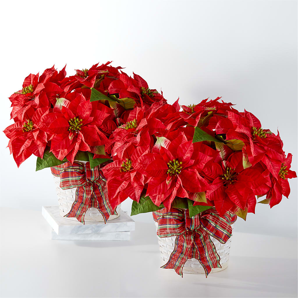 Happiest Holidays Poinsettia Bundle – Reema Floral, Nolensville TN