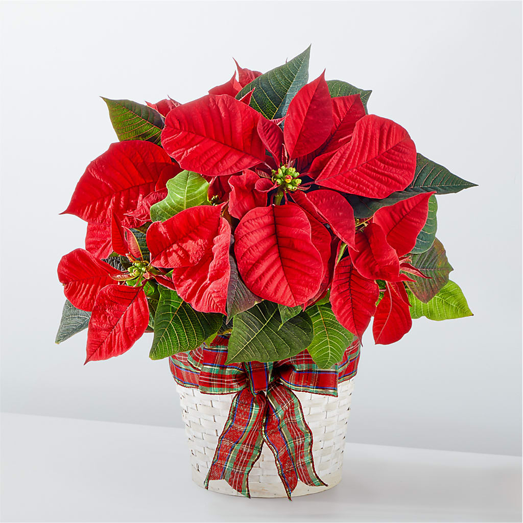 Happiest Holidays Poinsettia – Reema Floral, Nolensville TN
