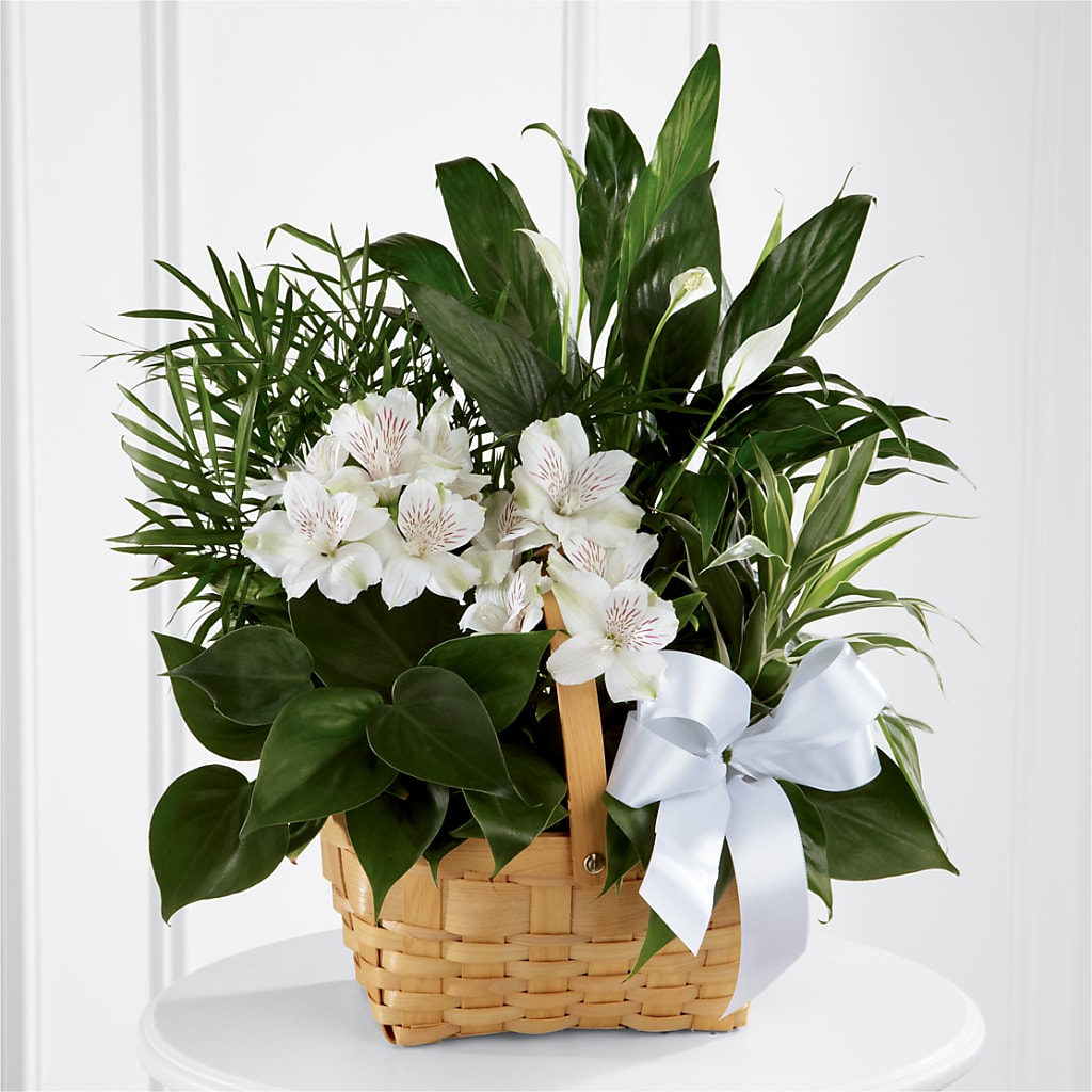 Peace & Serenity Dishgarden – Reema Floral, Nolensville TN