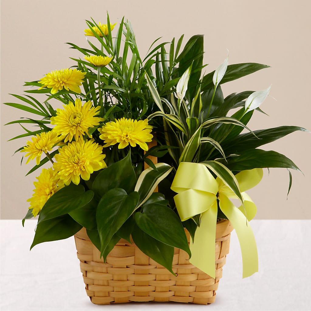 Loving Light Dishgarden – Reema Floral, Nolensville TN