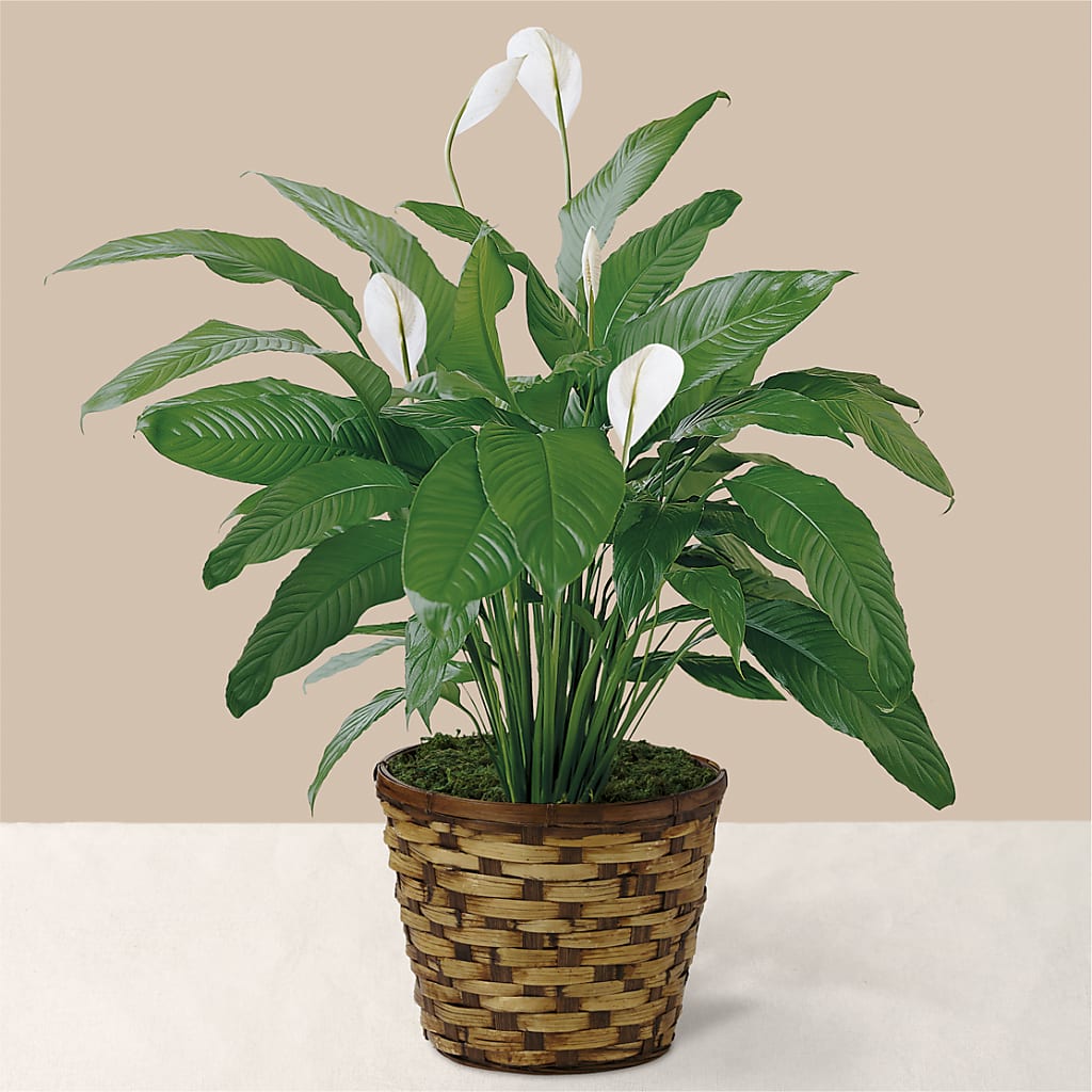 Tranquil Moments Peace Lily Plant – Reema Floral, Nolensville TN