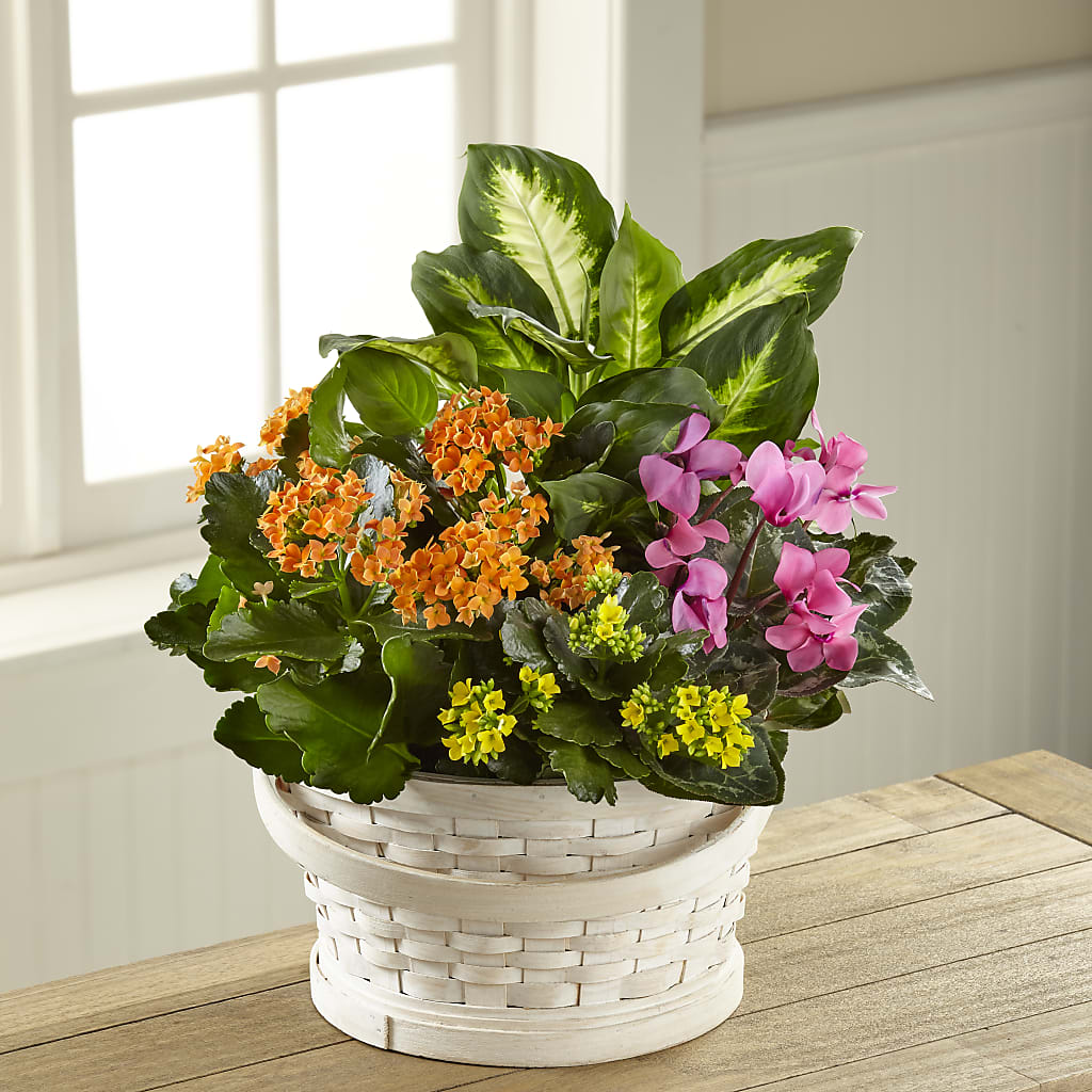 Color Crush Dishgarden – Reema Floral, Nolensville TN