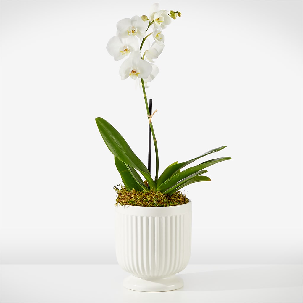 Whispering White Orchid – Reema Floral, Nolensville TN