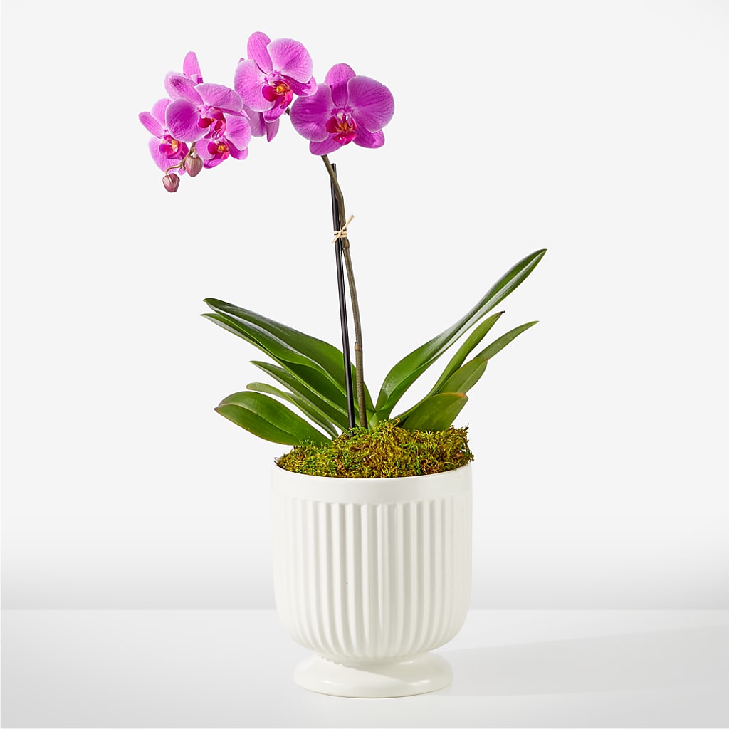 Friendly Fuchsia Orchid – Reema Floral, Nolensville TN