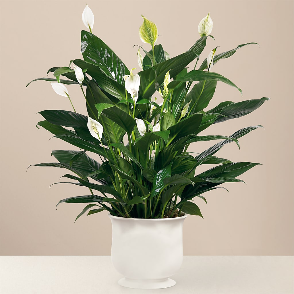 Comfort Planter – Reema Floral, Nolensville TN