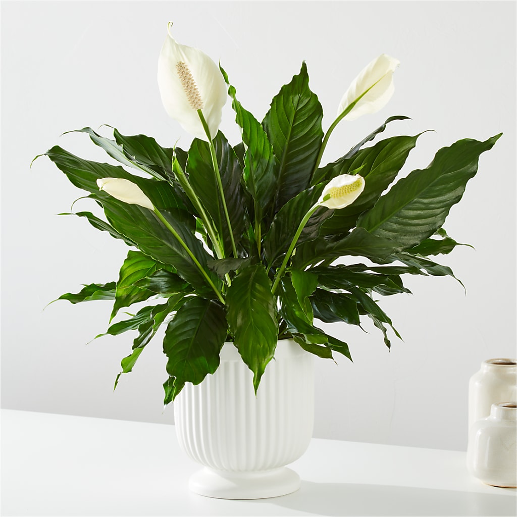 Comfort Planter – Reema Floral, Nolensville TN