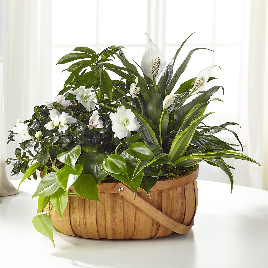 Serene Dishgarden – Reema Floral, Nolensville TN