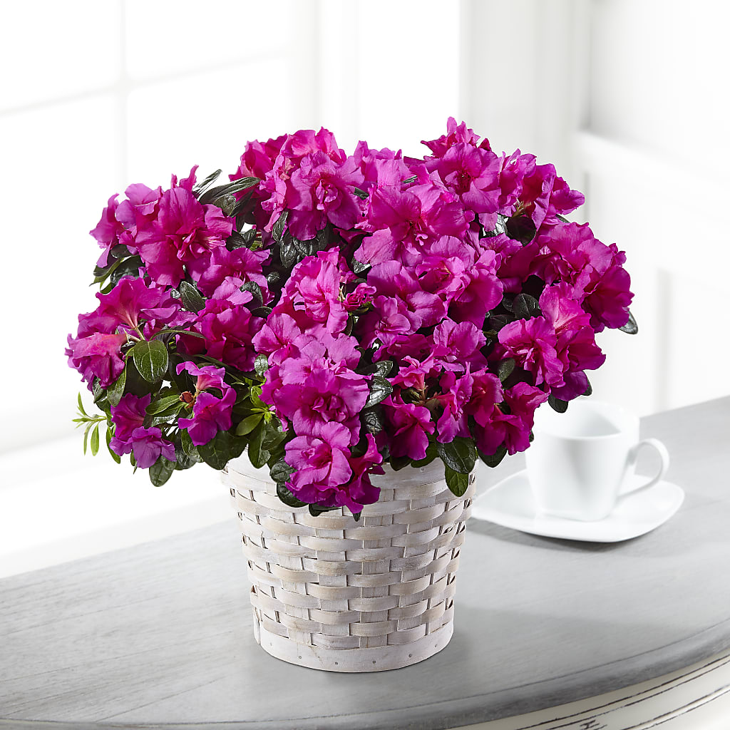 Hope & Serenity Azalea Plant – Reema Floral, Nolensville TN