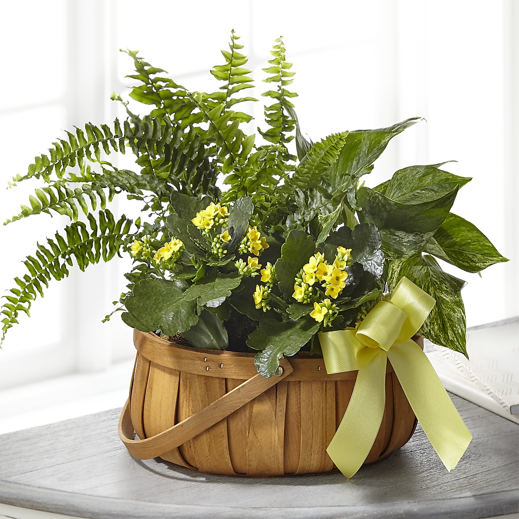 Always Dear Dishgarden – Reema Floral, Nolensville TN