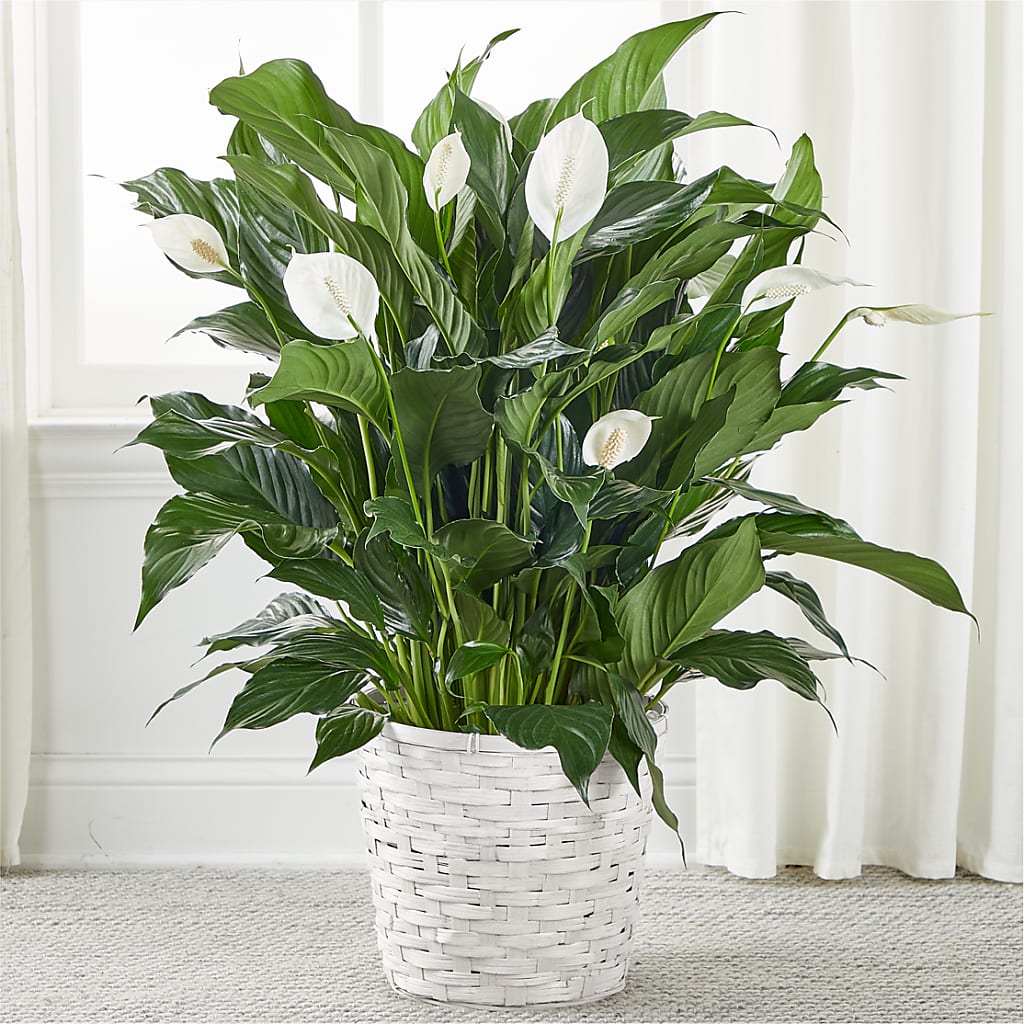 A New Leaf Peace Lily – Reema Floral, Nolensville TN