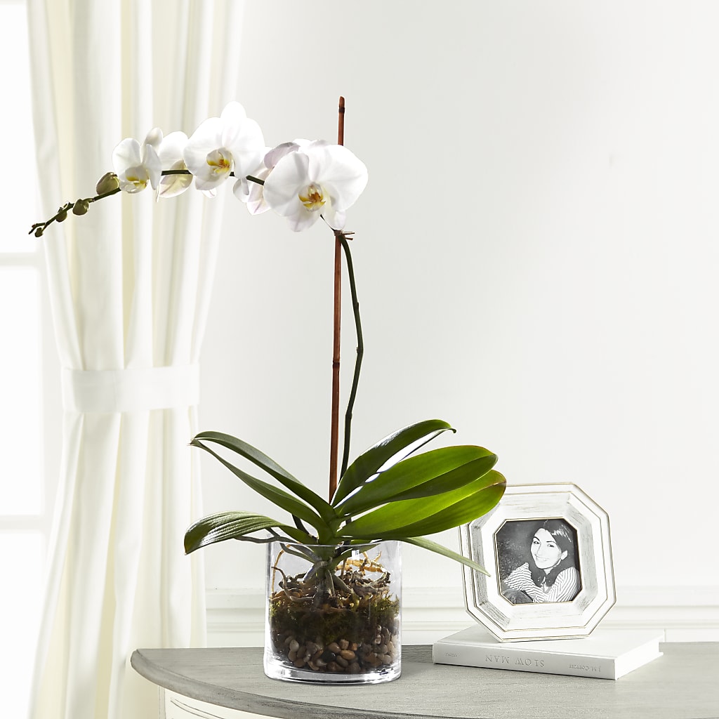 White Orchid Planter – Reema Floral, Nolensville TN