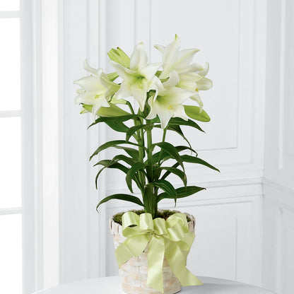 Easter Lily Plant –  Reema Floral, Nolensville TN