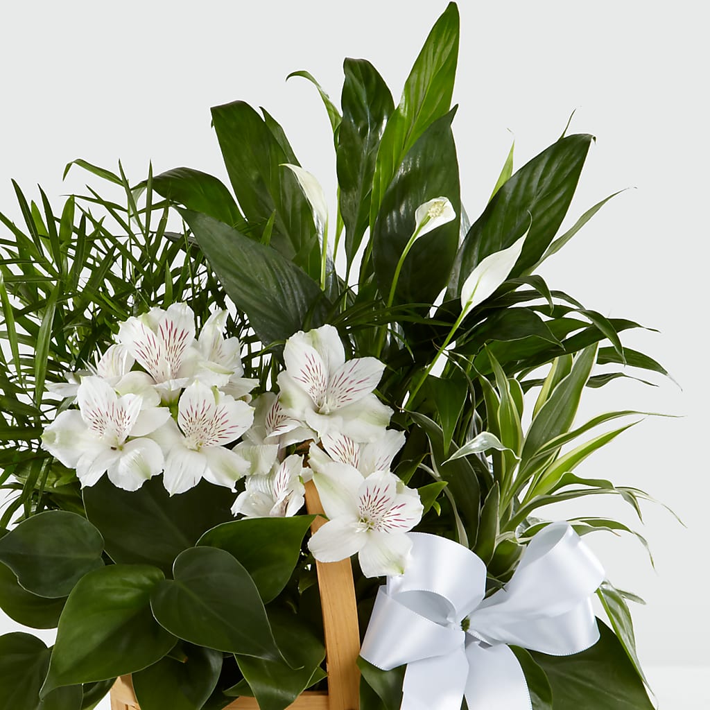 Peace & Serenity Dishgarden –  Reema Floral, Nolensville TN