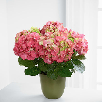 Pink Hydrangea Planter –  Reema Floral, Nolensville TN