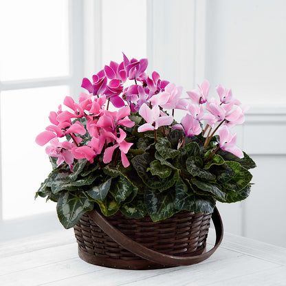 Mixed Cyclamen Planter –  Reema Floral, Nolensville TN