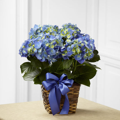 Blue Hydrangea Planter –  Reema Floral, Nolensville TN