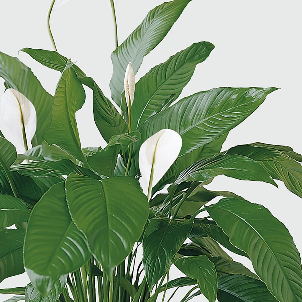 Tranquil Moments Peace Lily Plant –  Reema Floral, Nolensville TN
