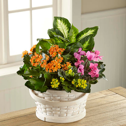 Color Crush Dishgarden –  Reema Floral, Nolensville TN