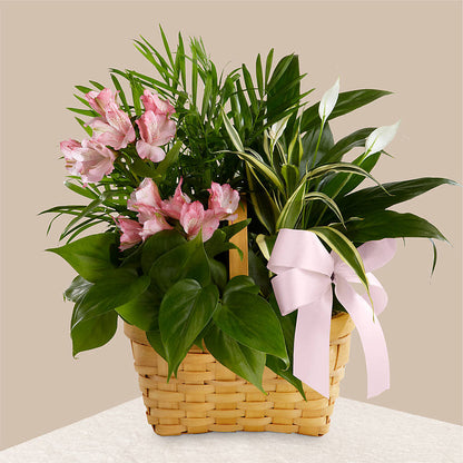 Living Spirit Dishgarden –  Reema Floral, Nolensville TN