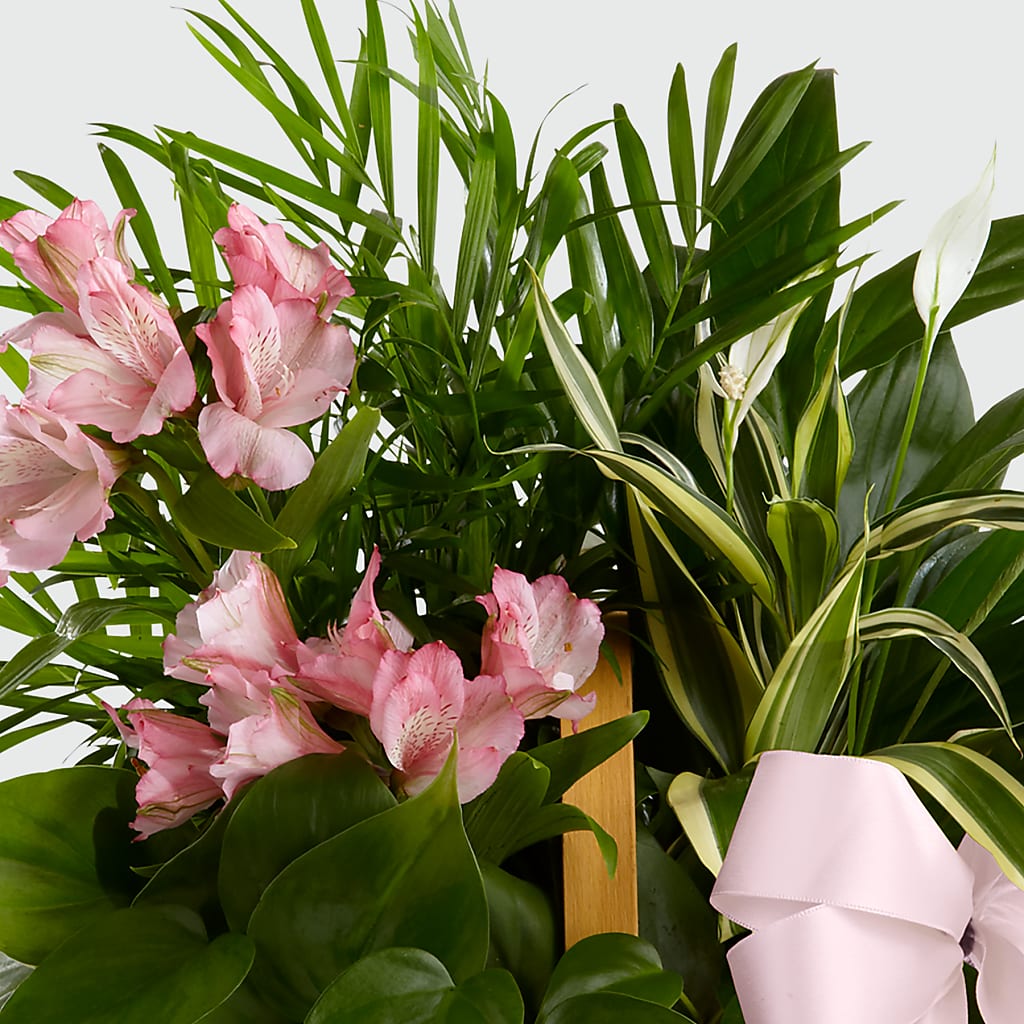 Living Spirit Dishgarden –  Reema Floral, Nolensville TN