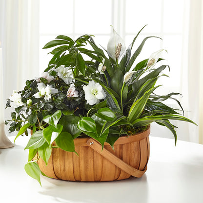 Serene Dishgarden –  Reema Floral, Nolensville TN