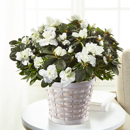 White Azalea Plant –  Reema Floral, Nolensville TN
