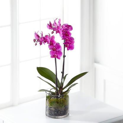 Pink Orchid Plant –  Reema Floral, Nolensville TN