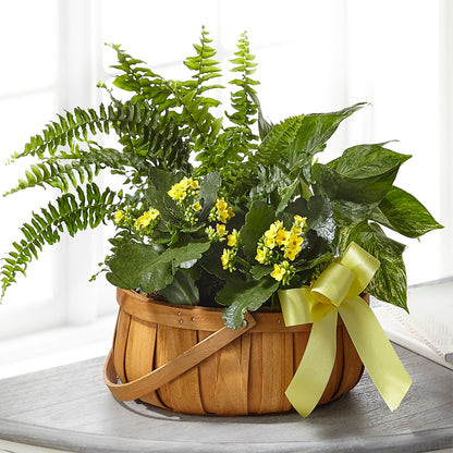 Always Dear Dishgarden –  Reema Floral, Nolensville TN