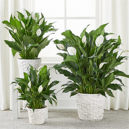 A New Leaf Peace Lily –  Reema Floral, Nolensville TN