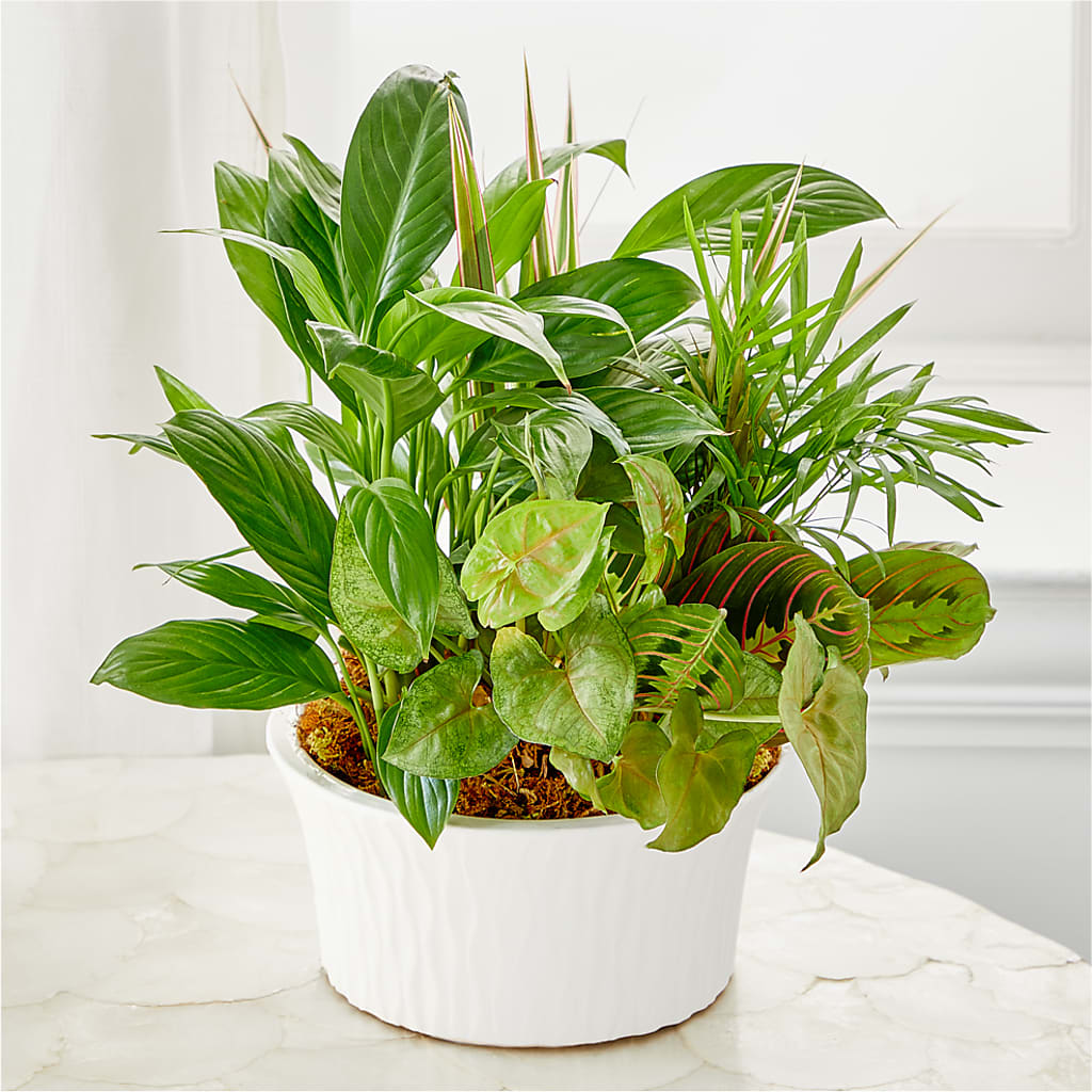 Balance & Harmony Dishgarden –  Reema Floral, Nolensville TN