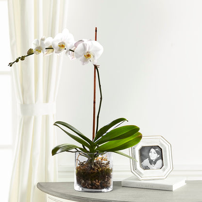 White Orchid Planter –  Reema Floral, Nolensville TN